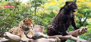 Cámaras trampa registran por primera vez el magnifico otorongo negro peruano Cámaras trampa registran por primera vez el magnifico otorongo negro peruano