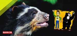 Presentan guía técnica para promover la sana convivencia con el oso andino Presentan guía técnica para promover la sana convivencia con el oso andino