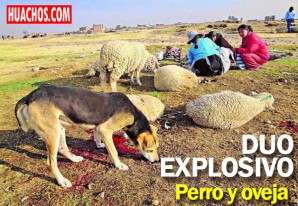 Incremento preocupante de casos de hidatidosis en los andes huancavelicanos Incremento preocupante de casos de hidatidosis en los andes huancavelicanos