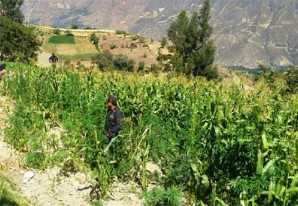 Hierba de la buena, cualquier cantidad, en el «pequeño Vraem» de Ica Hierba de la buena, cualquier cantidad, en el «pequeño Vraem» de Ica