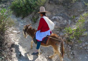 El burro, es un negocio con jugosas ganancias y muy lucrativo El burro, es un negocio con jugosas ganancias y muy lucrativo