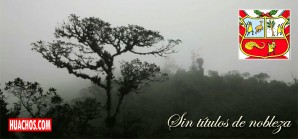 La quina, el árbol oficial del país sufre de una popularidad ingrata y anónima La quina, el árbol oficial del país sufre de una popularidad ingrata y anónima