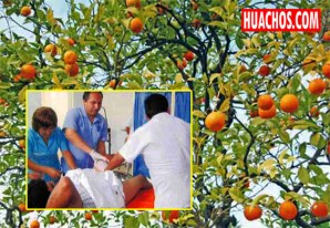 Robo abortado en un fundo de mandarinas de Alto Larán, Chincha. Robo abortado en un fundo de mandarinas de Alto Larán, Chincha.