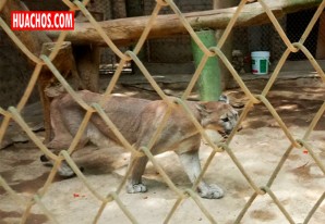 Se presume que el puma se escapó de hambre del Minizoológico de Ica Se presume que el puma se escapó de hambre del Minizoológico de Ica