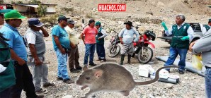 Senasa realiza labores de control de roedores en la quebrada huachina Senasa realiza labores de control de roedores en la quebrada huachina