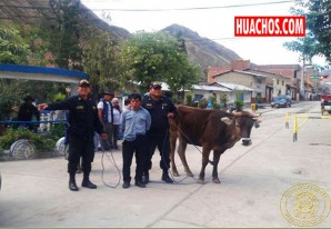 Fuerzas del orden atrapan a un abigeo con el producto de su fechoría Fuerzas del orden atrapan a un abigeo con el producto de su fechoría