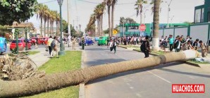 Chinchanadas: Vieja palmera se cae en horas de salida de clases de estudiantes Chinchanadas: Vieja palmera se cae en horas de salida de clases de estudiantes