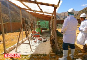 Senasa suplica a gobiernos locales a mejorar condiciones de mataderos Senasa suplica a gobiernos locales a mejorar condiciones de mataderos