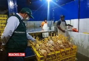 Intervienen mataderos clandestinos de pollo en Chincha, Grocio Prado y Pueblo Nuevo Intervienen mataderos clandestinos de pollo en Chincha, Grocio Prado y Pueblo Nuevo