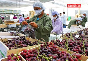 Ica: Campaña de exportación de uva superará las 200 mil toneladas Ica: Campaña de exportación de uva superará las 200 mil toneladas