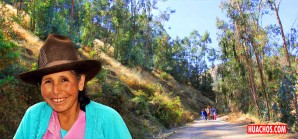 Las huancas exportan hojas de eucaliptos, las de Huachos... esperan que se caiga el árbol Las huancas exportan hojas de eucaliptos, las de Huachos... esperan que se caiga el árbol