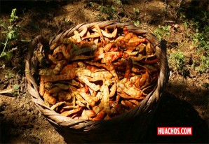Buscan promocionar los multiusos de la tara en el mercado interno Buscan promocionar los multiusos de la tara en el mercado interno
