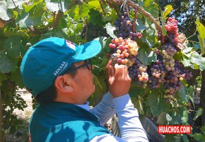 Minagri recomienda método para prevenir el Botrytis en los viñedos de Ica Minagri recomienda método para prevenir el Botrytis en los viñedos de Ica