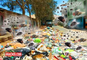 Como ya es costumbre en verano, Ica es invadida por plaga de moscas Como ya es costumbre en verano, Ica es invadida por plaga de moscas