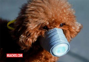 Detectan en Hong Kong al primer perro con coronavirus Detectan en Hong Kong al primer perro con coronavirus