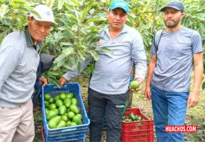 Cuando se quiere se puede, con solo 12 hectáreas exportan 40 toneladas de paltas Hass Cuando se quiere se puede, con solo 12 hectáreas exportan 40 toneladas de paltas Hass