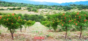 Capacitan a productores de tara y promocionan a la vez abono orgánico Capacitan a productores de tara y promocionan a la vez abono orgánico