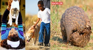 El «efecto pangolín»: Interacción abusiva con la vida silvestre crea riesgos para la salud pública El «efecto pangolín»: Interacción abusiva con la vida silvestre crea riesgos para la salud pública