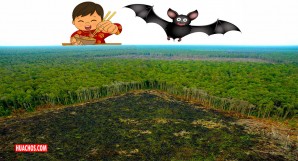 Deforestación abusiva y glotonería de los chinos nos han metido en esta pandemia Deforestación abusiva y glotonería de los chinos nos han metido en esta pandemia