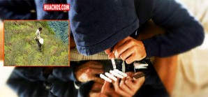 El precio de la cocaína peruana más barata y accesible que nunca El precio de la cocaína peruana más barata y accesible que nunca