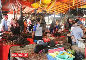 La actividad humana es la principal causa de la aparición de nuevos virus | VIDEO La actividad humana es la principal causa de la aparición de nuevos virus | VIDEO