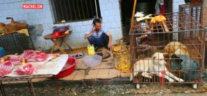 OMS: Coronavirus tiene origen animal, no hay señales de manipulación en laboratorio OMS: Coronavirus tiene origen animal, no hay señales de manipulación en laboratorio