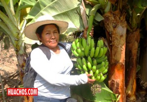 Bono Rural 2020: Consulta aquí cómo acceder al beneficio del sector agrario Bono Rural 2020: Consulta aquí cómo acceder al beneficio del sector agrario