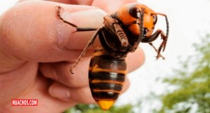 Como si no fuera suficiente el Covid19, un avispón gigante asesino pone en alerta los Estados Unidos Como si no fuera suficiente el Covid19, un avispón gigante asesino pone en alerta los Estados Unidos