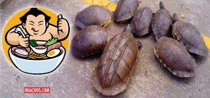 Decomisan 15 mil tortugas en Mexico listas para ser exportadas a China Decomisan 15 mil tortugas en Mexico listas para ser exportadas a China