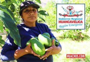 Gore Huancavelica de exportador potencial de paltas ahora se convierte en comprador Gore Huancavelica de exportador potencial de paltas ahora se convierte en comprador