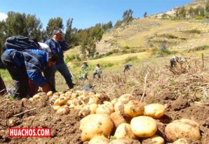 Huancavelica: La producción de papa, en abril de 2020, sumó 63 mil 395 toneladas Huancavelica: La producción de papa, en abril de 2020, sumó 63 mil 395 toneladas