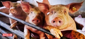 Descubren nueva gripe porcina H1N1 con "potencial de pandemia" en China Descubren nueva gripe porcina H1N1 con "potencial de pandemia" en China