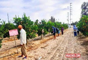 El Senasa Ica no se queda dormido en sus laureles El Senasa Ica no se queda dormido en sus laureles