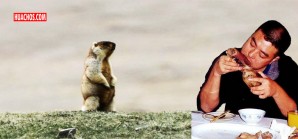 Región de China declara alerta preventiva por un caso de peste bubónica Región de China declara alerta preventiva por un caso de peste bubónica