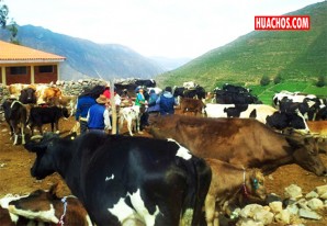 Huancavelica: Recomendaciones para cuidar del ganado durante las heladas Huancavelica: Recomendaciones para cuidar del ganado durante las heladas