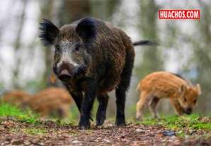 Argentina: por invasión de jabalíes peligra biodiversidad en parques nacionales | VIDEO Argentina: por invasión de jabalíes peligra biodiversidad en parques nacionales | VIDEO