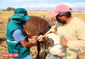 Senasa pasa a la velocidad superior en el control del ganado vacuno y porcino Senasa pasa a la velocidad superior en el control del ganado vacuno y porcino