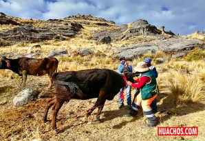 La DRA de Huancavelica desparasita el ganado vacuno y ovino en Huachos La DRA de Huancavelica desparasita el ganado vacuno y ovino en Huachos
