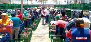 Sector agroindustrial y minero sostienen economía de Ica. Comercio y Turismo, 0 Sector agroindustrial y minero sostienen economía de Ica. Comercio y Turismo, 0