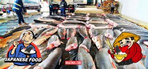 La demanda crea la oferta, en eso los depredadores asiáticos son los campeones La demanda crea la oferta, en eso los depredadores asiáticos son los campeones