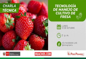 A los interesados en el negocio de fresas, charla técnica virtual ofrecida por el Inia | VIDEO A los interesados en el negocio de fresas, charla técnica virtual ofrecida por el Inia | VIDEO