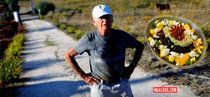 Ambiciosos los portugueses, se dedicaron a producir paltas, pero... Ambiciosos los portugueses, se dedicaron a producir paltas, pero...