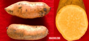 La Bondadosa, un supercamote mejorado por el INIA ahora disponible La Bondadosa, un supercamote mejorado por el INIA ahora disponible