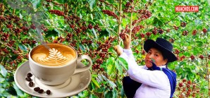 El mejor café peruano cosecha 2020 es de doña Hilda, la cusqueña El mejor café peruano cosecha 2020 es de doña Hilda, la cusqueña