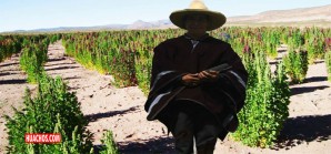 El Inia presenta al poderoso 'Señor del Huerto' altamente nutritivo y rentable El Inia presenta al poderoso 'Señor del Huerto' altamente nutritivo y rentable