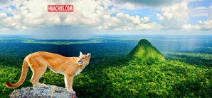 Cámara trampa registra especies de felinos por primera vez en el Parque Sierra del Divisor Cámara trampa registra especies de felinos por primera vez en el Parque Sierra del Divisor