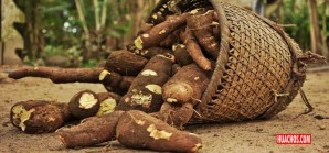 De la misteriosa y venenosa yuca brava sale el ají negro, una salsa de los dioses De la misteriosa y venenosa yuca brava sale el ají negro, una salsa de los dioses