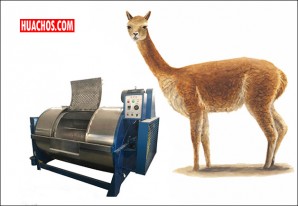 Diseñan minilavadora para mejora de calidad y conservación de la fibra de vicuña Diseñan minilavadora para mejora de calidad y conservación de la fibra de vicuña