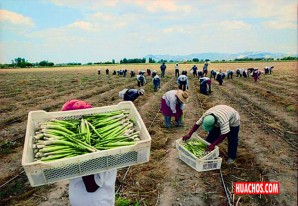 Ley agraria: Comisión de Economía aprueba sueldo básico agrario en S/ 1.116 al mes Ley agraria: Comisión de Economía aprueba sueldo básico agrario en S/ 1.116 al mes