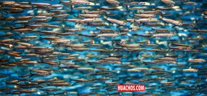 Segunda temporada de la pesca de anchoveta Segunda temporada de la pesca de anchoveta